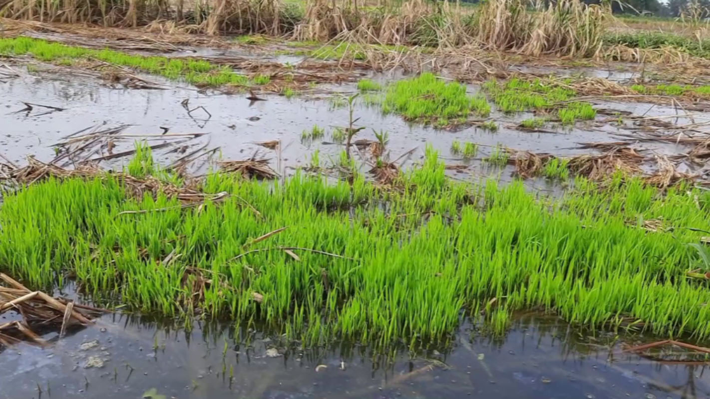 কৃষকের স্বপ্ন পানির নিচে