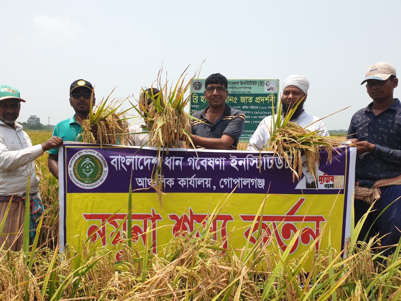 ব্রি হাইব্রিড ধানে খাদ্য নিরাপত্তার ইঙ্গিত কৃষিবিদদের
