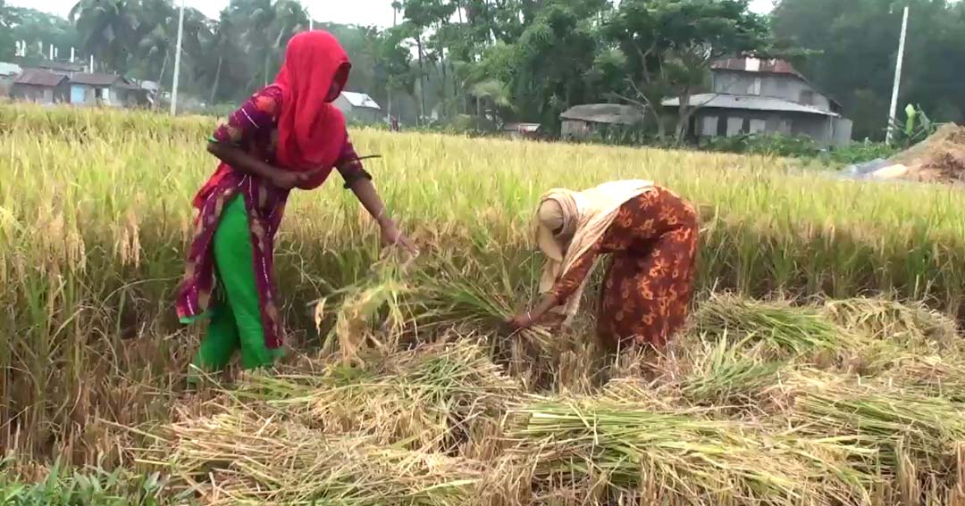 গোপালগঞ্জে শ্রমিক সংকটে ধান কাটা নিয়ে বিপাকে কৃষক! মাঠে নারী শ্রমিক