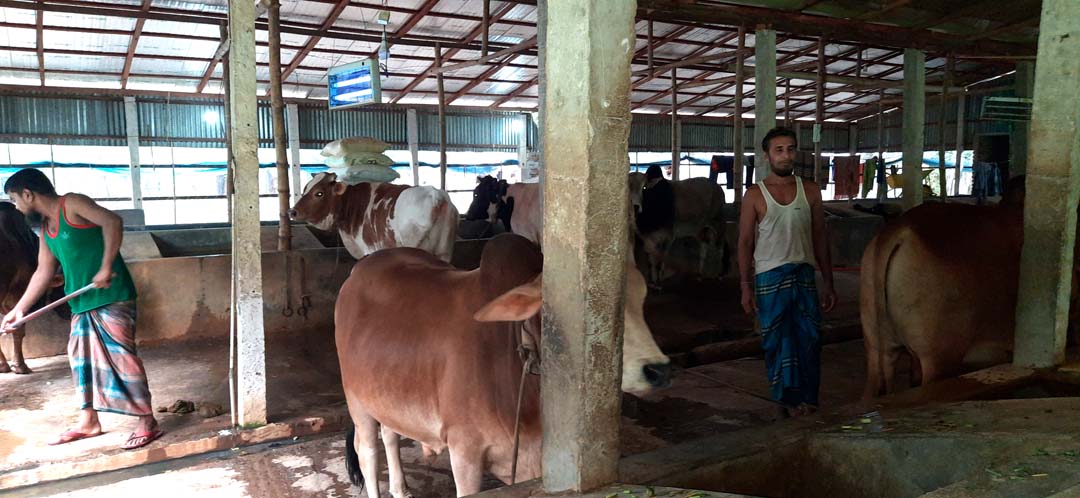 গোপালগঞ্জে ৬টি পশুর হাটে লেনদেন ডিজিটাল পদ্ধতিতে