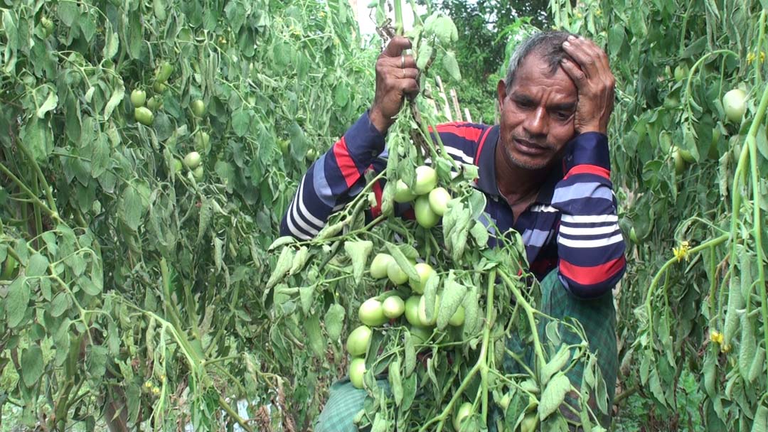 দেড়হাজার টমেটো গাছ কেটে প্রতিশোধ নিল প্রতিপক্ষ