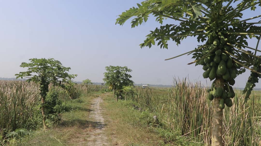 রাস্তা হওয়ায় চাষাবাদের আওতায় ১২শ বিঘা জমি