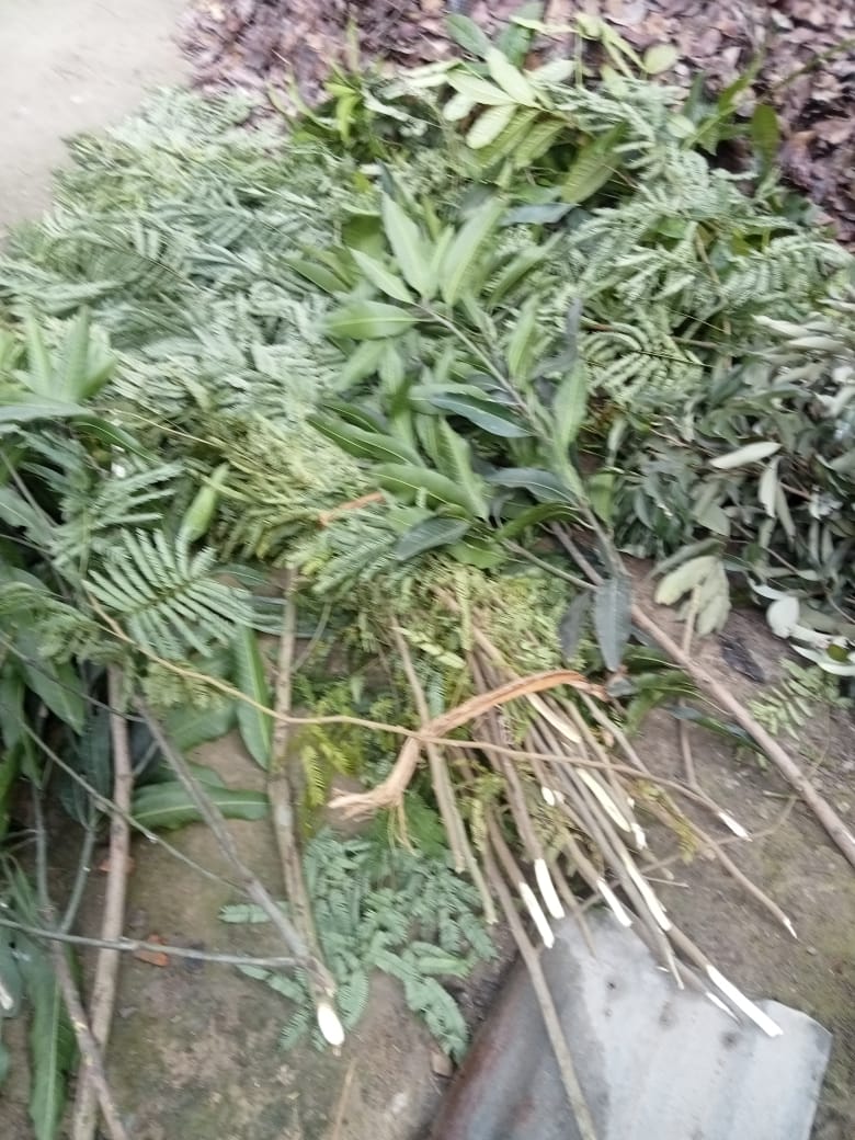 মুকসুদপুরে প্রতিপক্ষের প্রতিহিংসায় কাট পড়ল সাড়ে ৮০০ গাছ