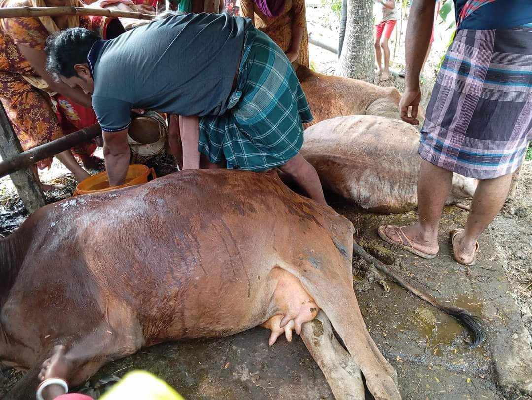 কাশিয়ানী ও কোটালীপাড়ায় ব্রজপাতে এক কৃষক নিহত ও দুইটি গরুর মৃত্যু