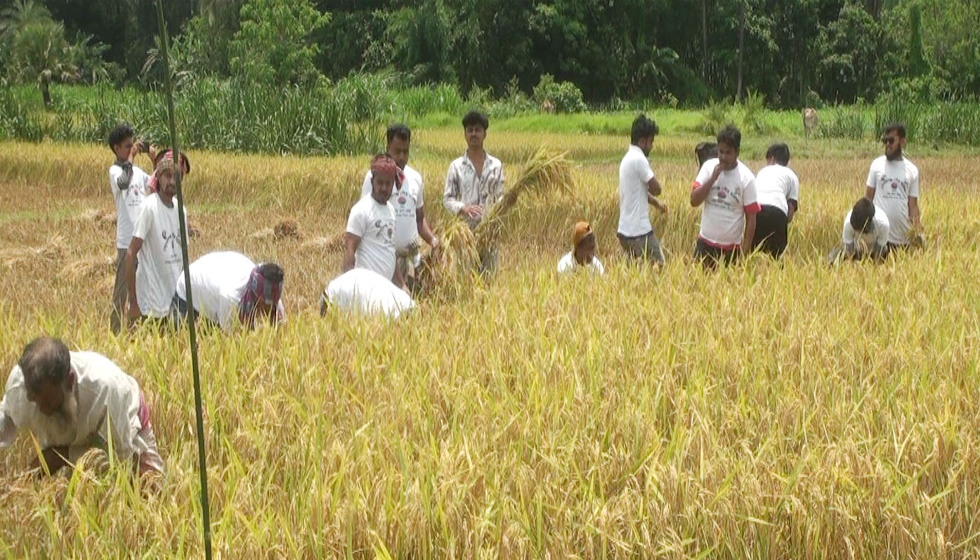 গোপালগঞ্জে কৃষকের ধান কেটে দিলো পৌর ছাত্রদল নেতাকর্মীরা