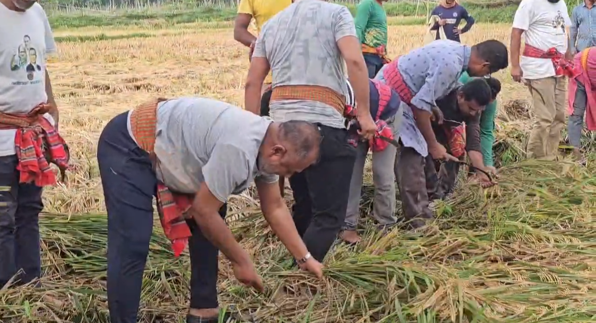 টুঙ্গিপাড়ায় বিধবা নারীর ২ বিঘা জমির ধান কেটে দিলেন এমপি জিলানী