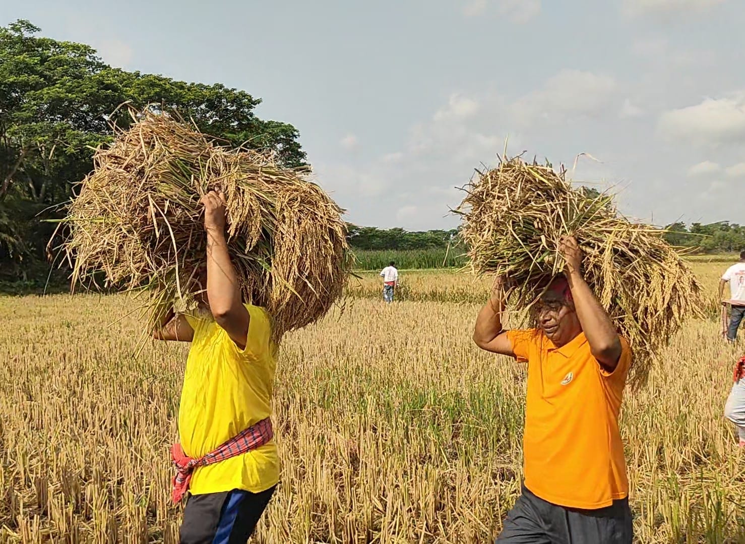কোটালীপাড়ায় দরিদ্র কৃষকের জমির ধান কেটে বাড়ি তুলে দিলেন এমপি জিলানী