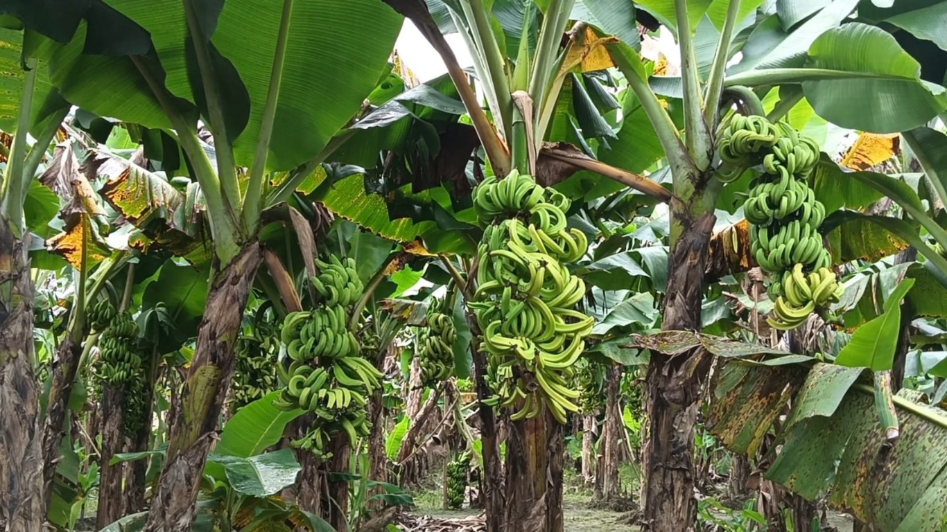 শত্রুতার জেরে কলাবাগানে কীটনাশক, কৃষকের চার লাখ টাকার ক্ষতি