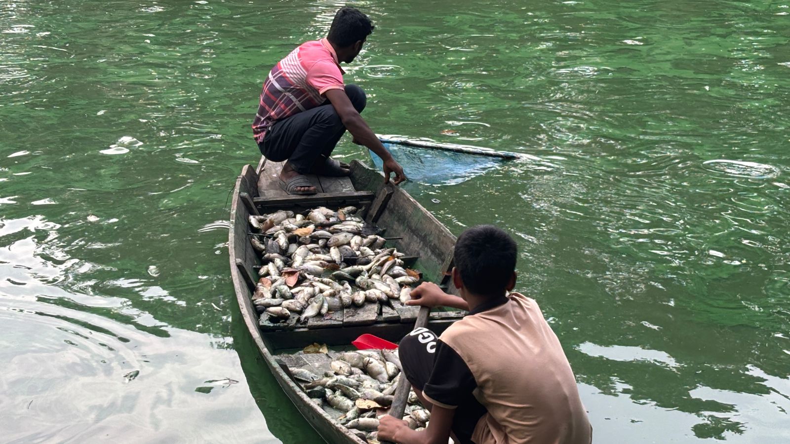 গোপালগঞ্জে পুকুরে বিষ প্রয়োগের অভিযোগ, ১০ লাখ টাকার মাছ নিধনের দাবি